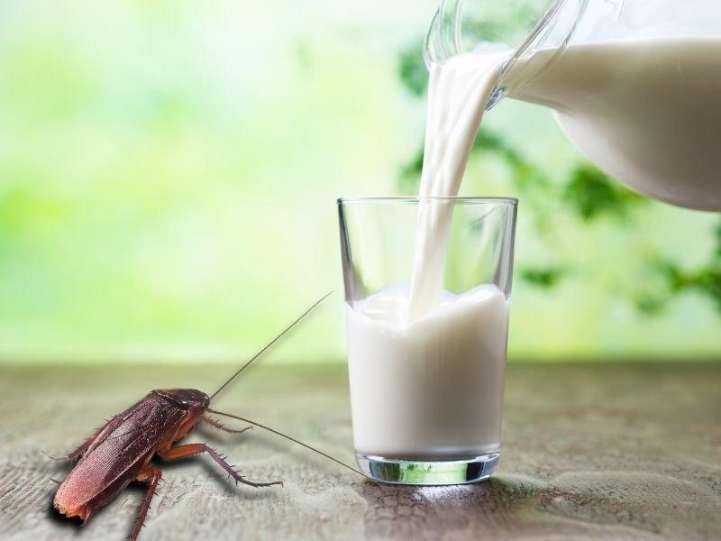 Cockroach next to glass of milk
