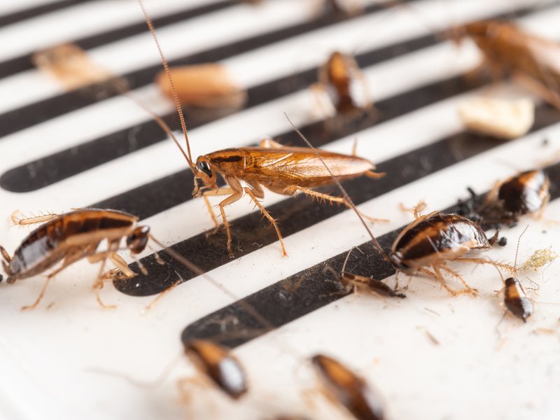 Cockroach
