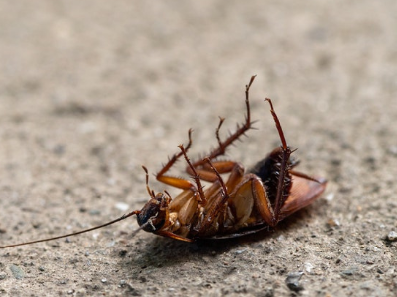 cockroach in macro photography