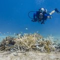 A diver swims above a mass of bleached staghorn coral, its pale and white branches a sign of stress after prolonged exposure to abnormally warm ocean waters