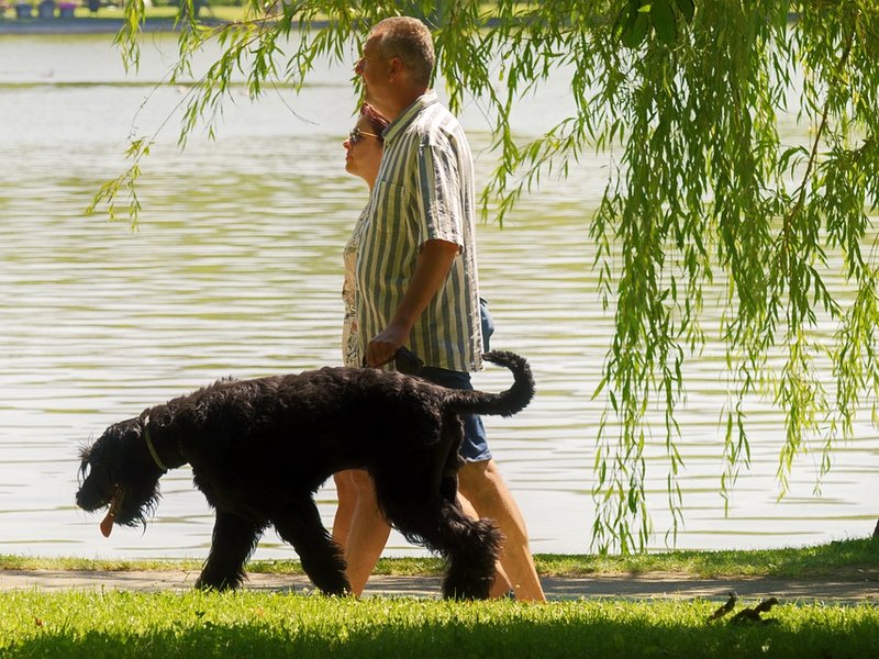 Dog park