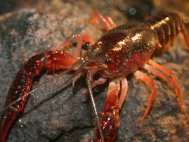 crayfish3.jpg