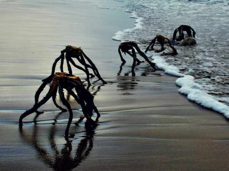 Frightening "alien" creatures run amok on Stillbaai beaches