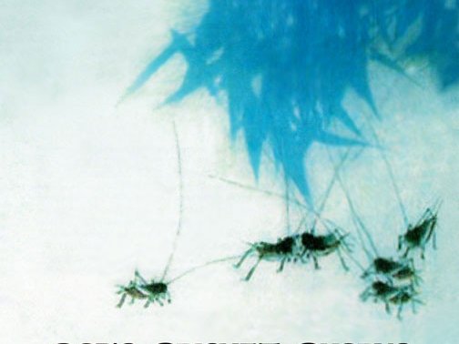 cricket-cover.jpg