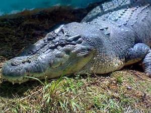 croc