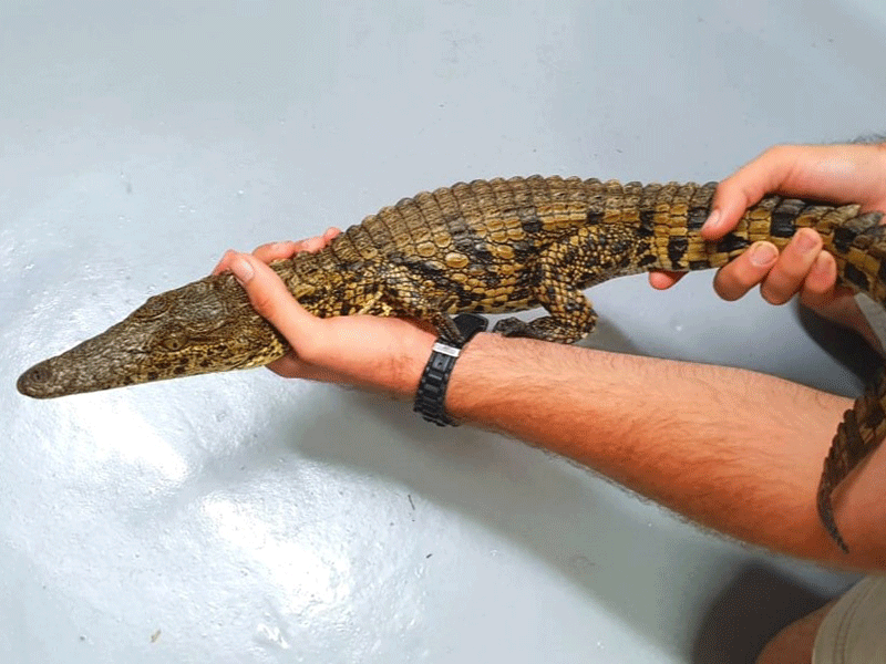 Juvenile crocodiles to be moved from Albert Falls Da