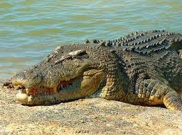 croc 1.jpg