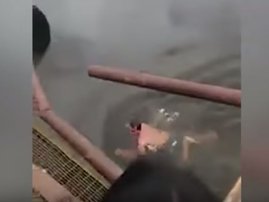 crocodile.jpg