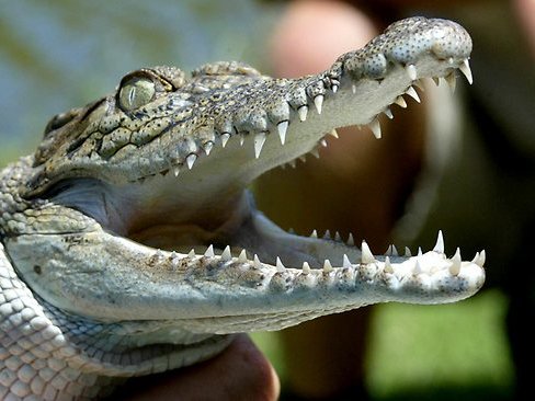 shaman and the crocodile