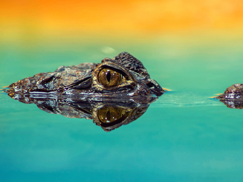 Crocodile in the water