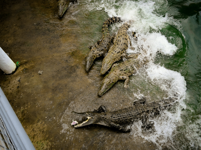 Beware of crocodiles on the loose in Tongaat amid #KZNFloods