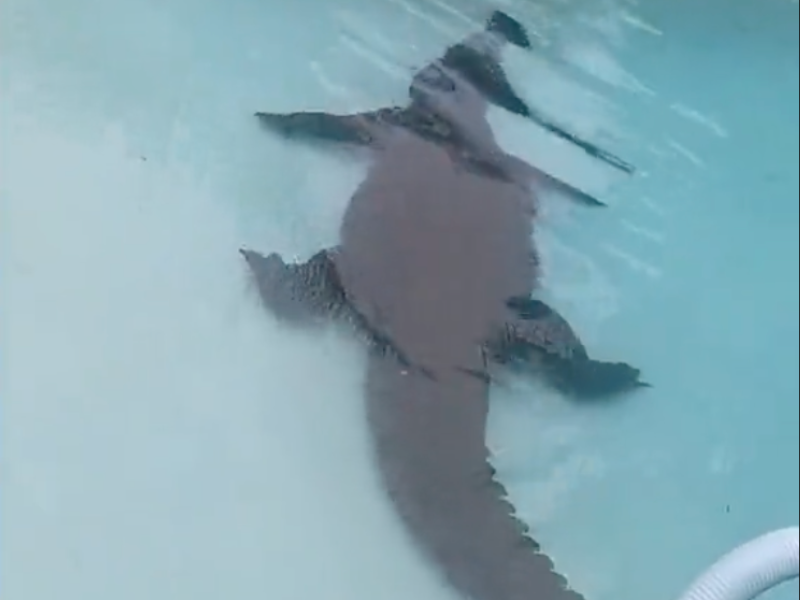 WATCH: North West woman finds crocodile in her pool