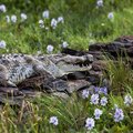 A crocodile perch on a stone hedge around a domestic compound now almost completely inundated in the rising waters of the Lake Bogoria