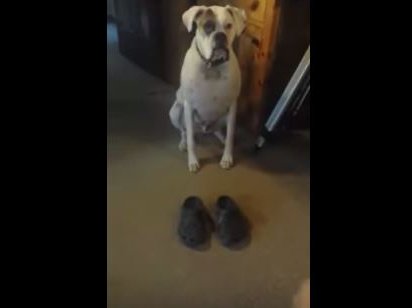 crocsdog