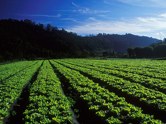 Crops - rural development in KZN