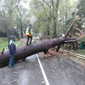 Fallen tree on road during May 2026 storms in Cape Town