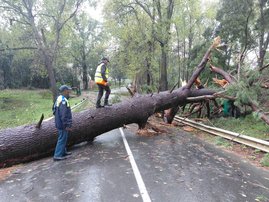Fallen tree on road during May 2026 storms in Cape Town