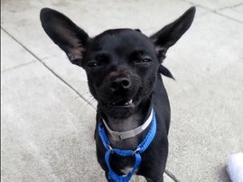Cutest Dog