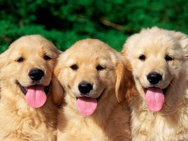 Cute Dogs 