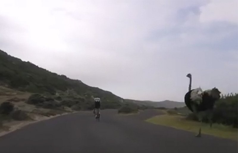 Cyclist chased by ostrich