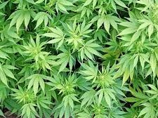 dagga.jpg