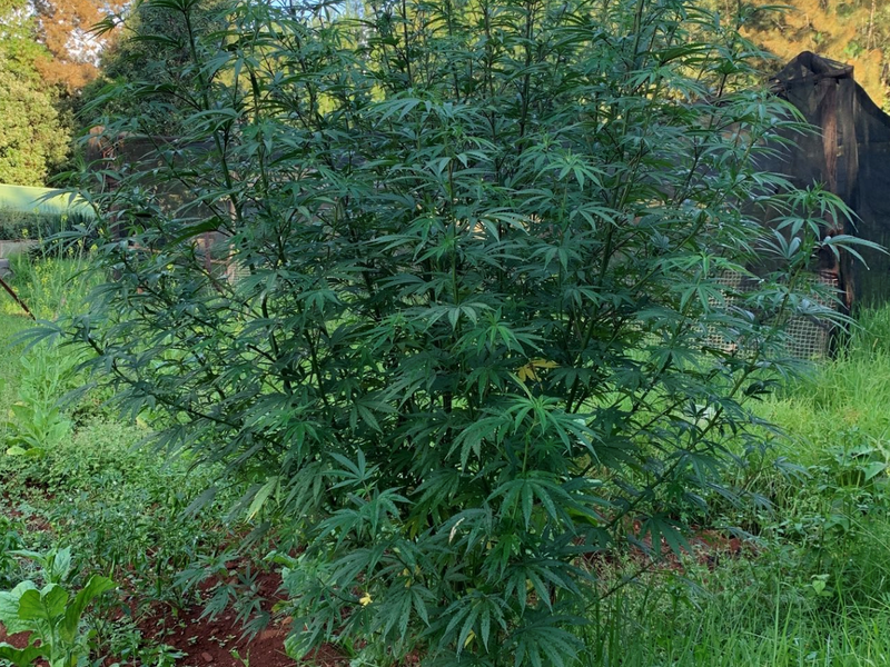 Dagga on Tito Mboweni's farm