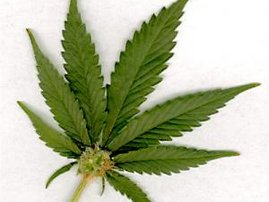 dagga.full-size.jpg