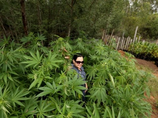 dagga_10.jpg