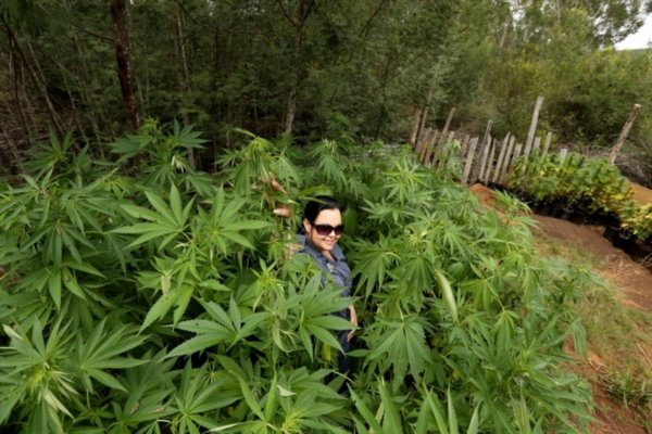 dagga_10.jpg