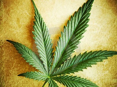 dagga_6.jpg