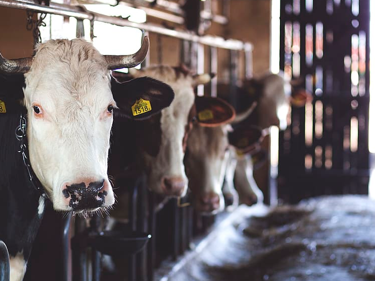 dairy_cows.PNG