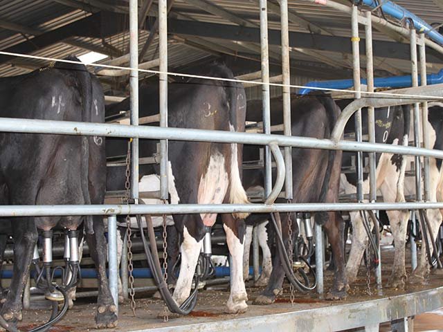 dairy - di