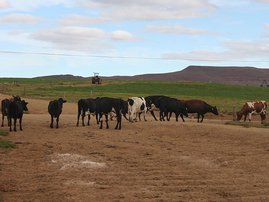 KZN farmers