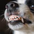 dangerous angry dog