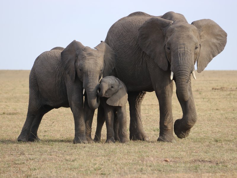 Elephants