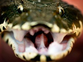 death-adder-getty.jpg