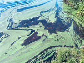 Diesel spill at North End Lake in Gqeberha