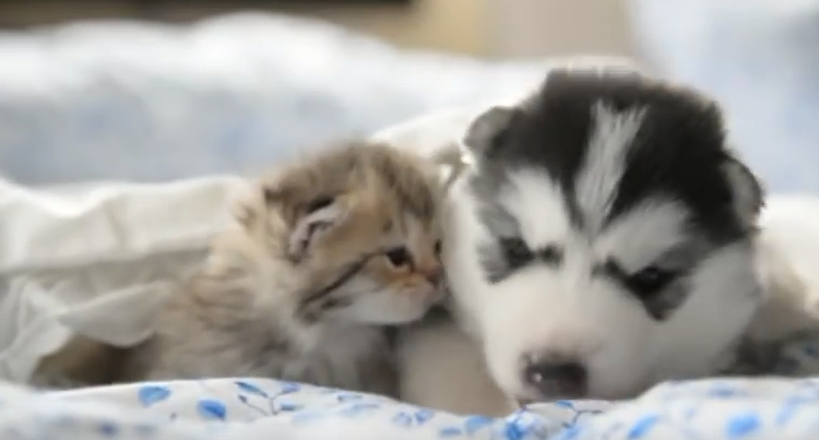 cute dog and cat friends