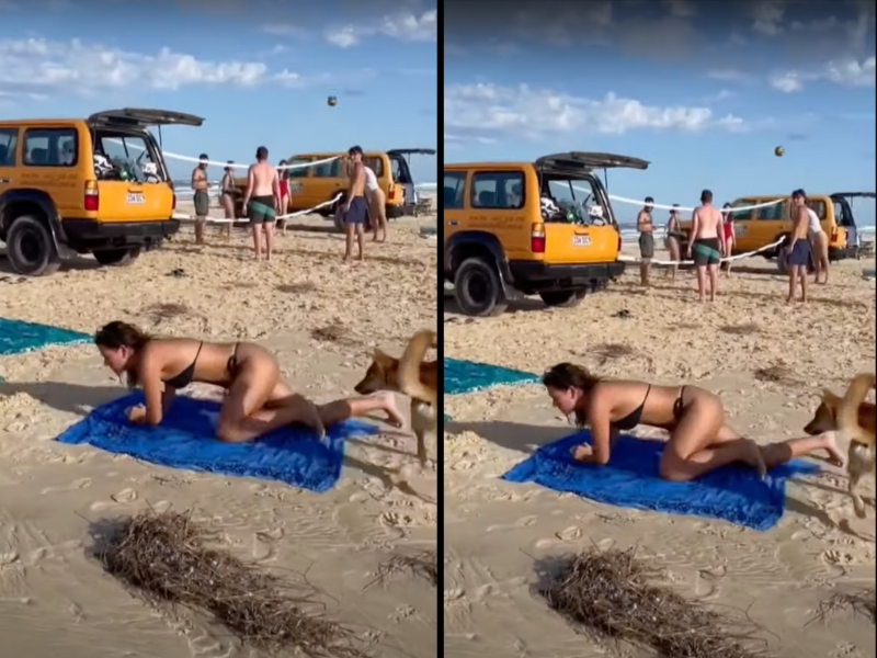 Wild dog dingo bites Australian tourist's bum on beach