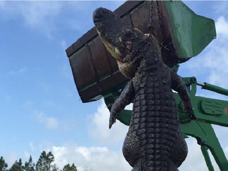 PIC: Dinosaur sized alligator captured