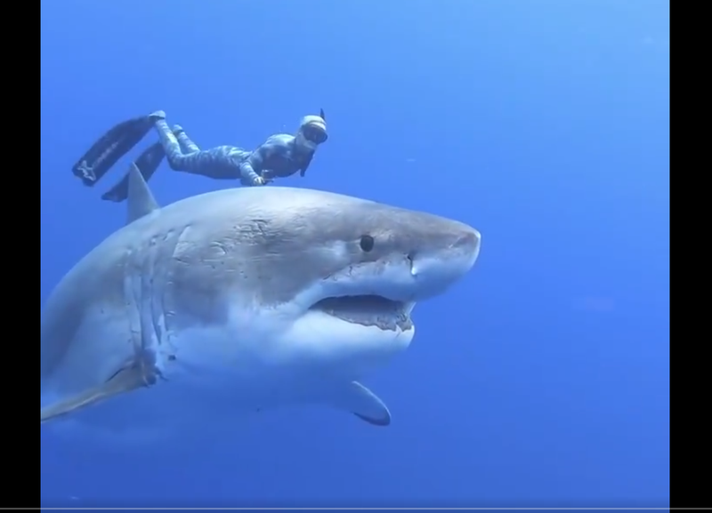 diver swimming with great white shark