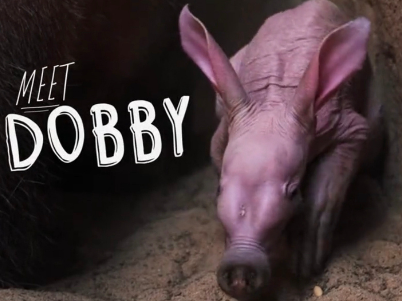 Dobby Aardvark