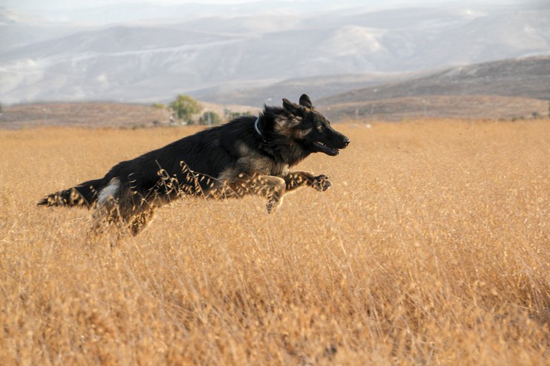 dog running through grass