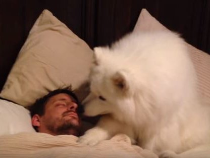 dog-alarm