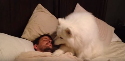 Dog wakes up his human