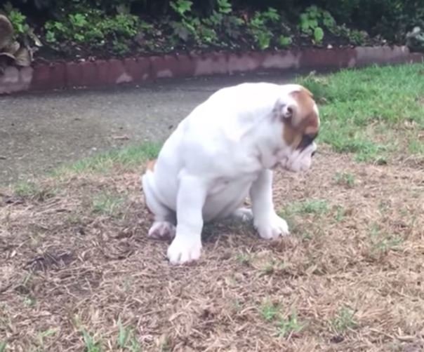 Shelby Puppy Bulldog