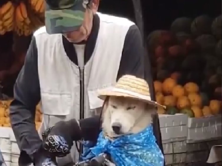 a man and dog in the rain on a bike