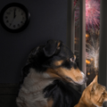 Dog and Cat look out window to watch fireworks