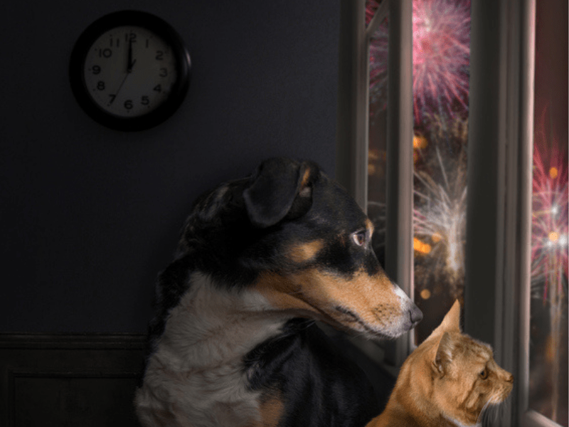 Dog and Cat look out window to watch fireworks