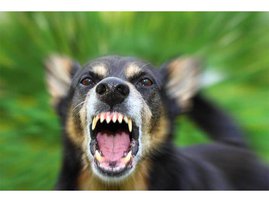 Dog bite